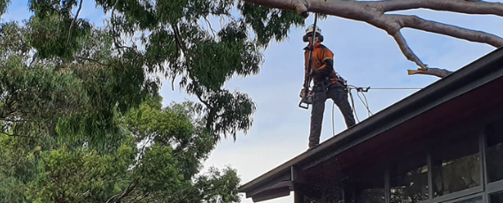 Emergency Tree Cutting Service in Melbourne