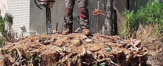 Removing a tree stump in Melbourne
